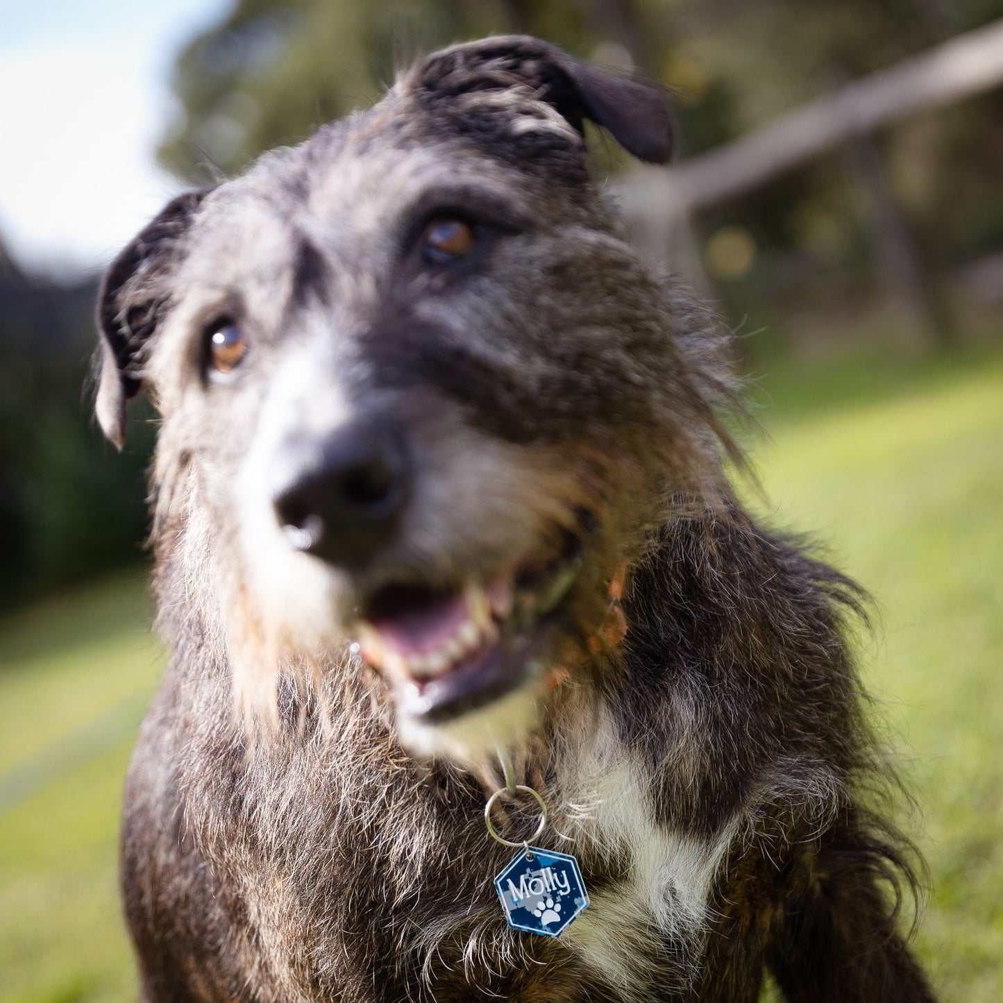 Large Acrylic Pet Tags (40mm)