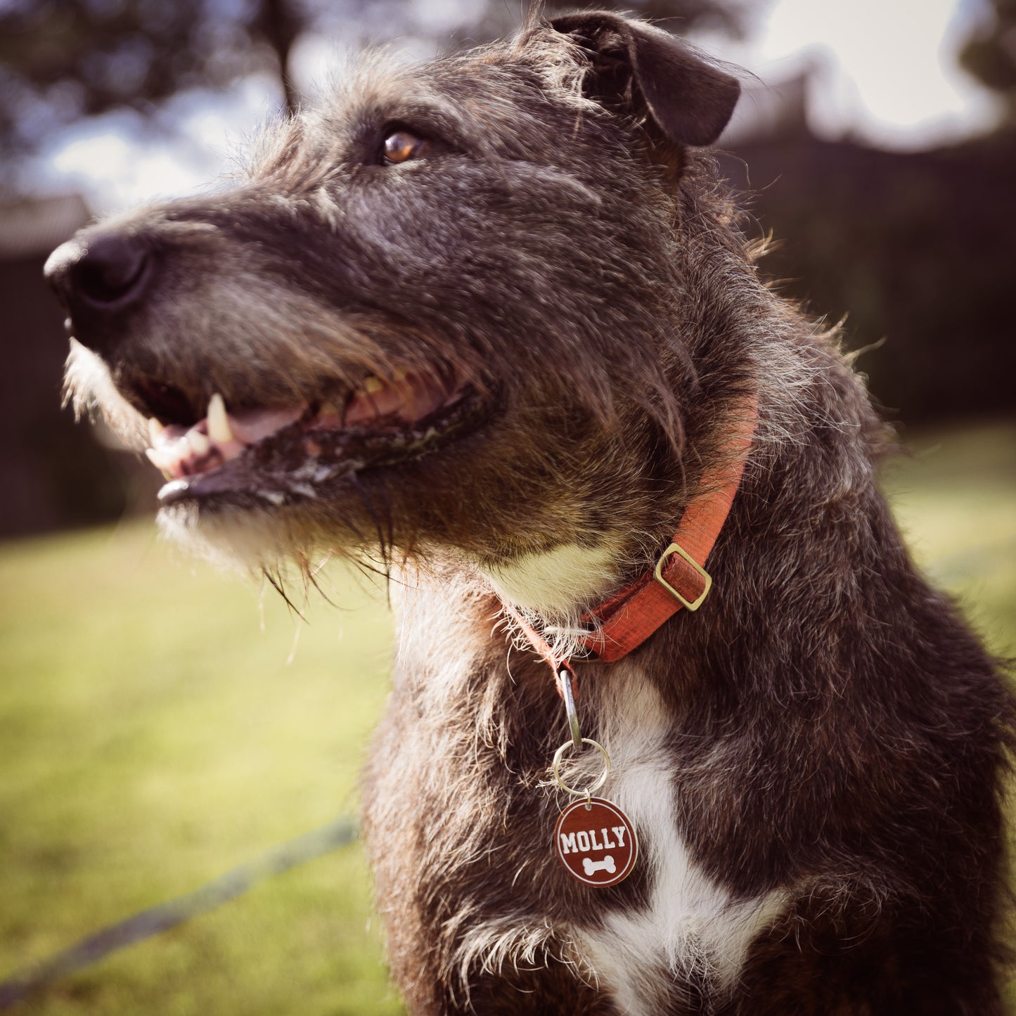 Large Acrylic Pet Tags (40mm)
